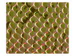 186 Snake Champagne PU -Stiletto